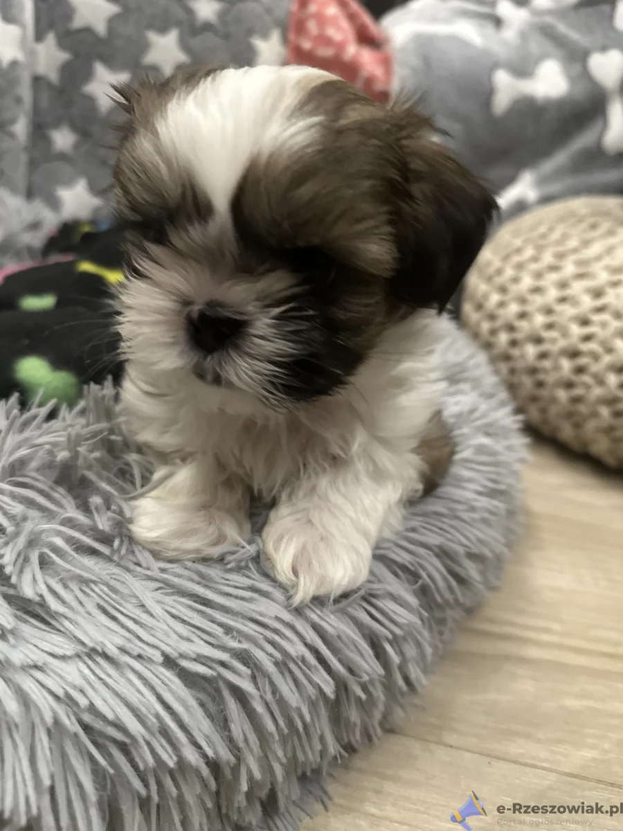Szczeniaki Shih tzu