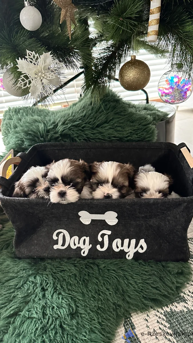 Szczeniaki Shih tzu