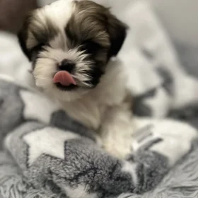 Szczeniaki Shih tzu 