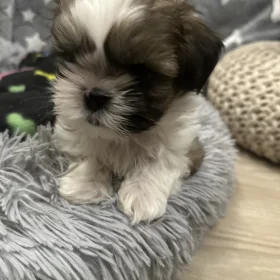 Szczeniaki Shih tzu 