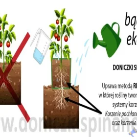 Doniczki bez dna do uprawy Pomidorów 