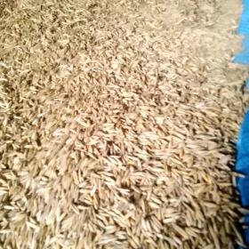 Sprzedam pszenice 75zl/100kg oraz owies 60zl/100kg